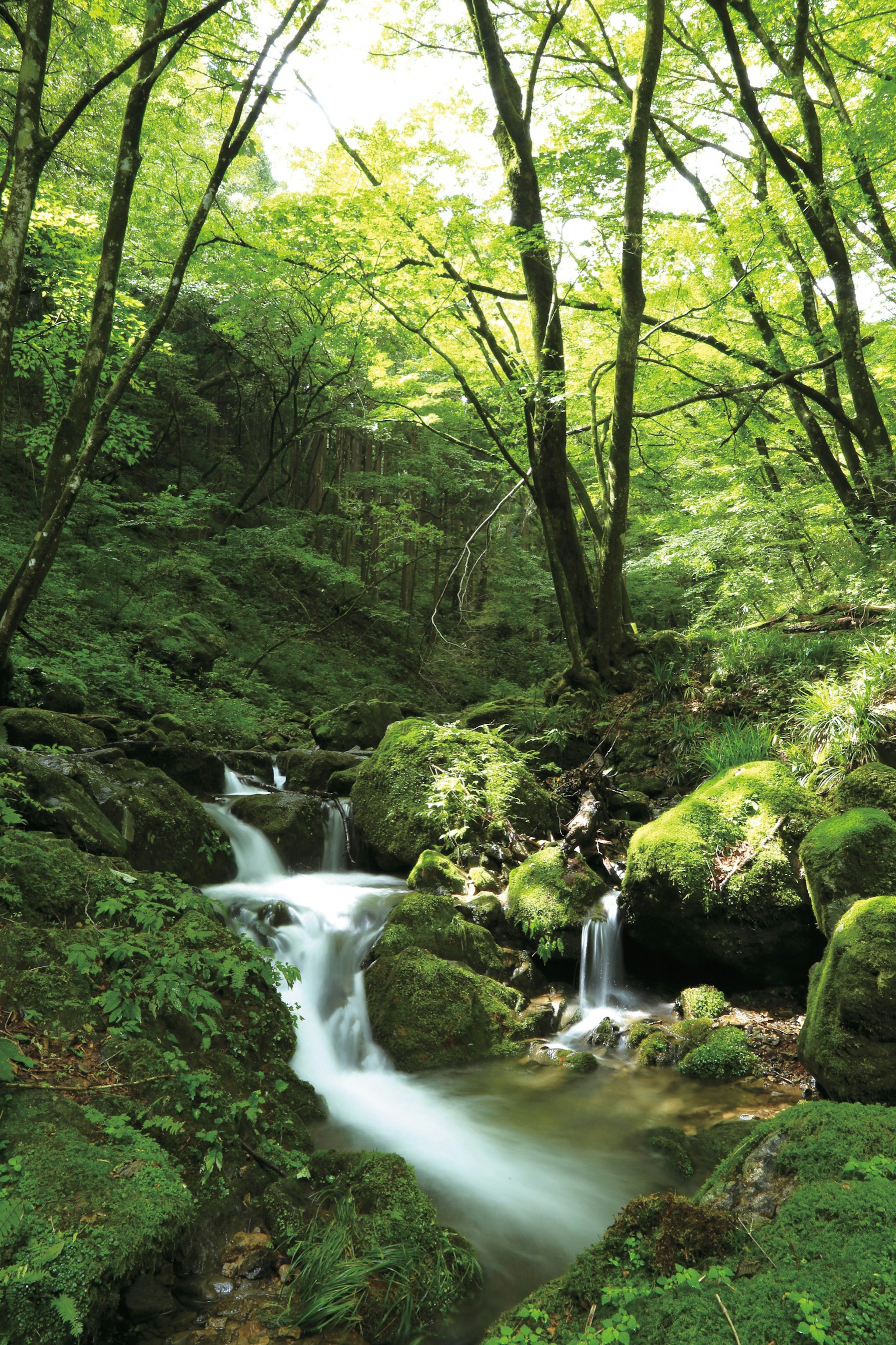 Tokyo_Natural_waterfall.jpg