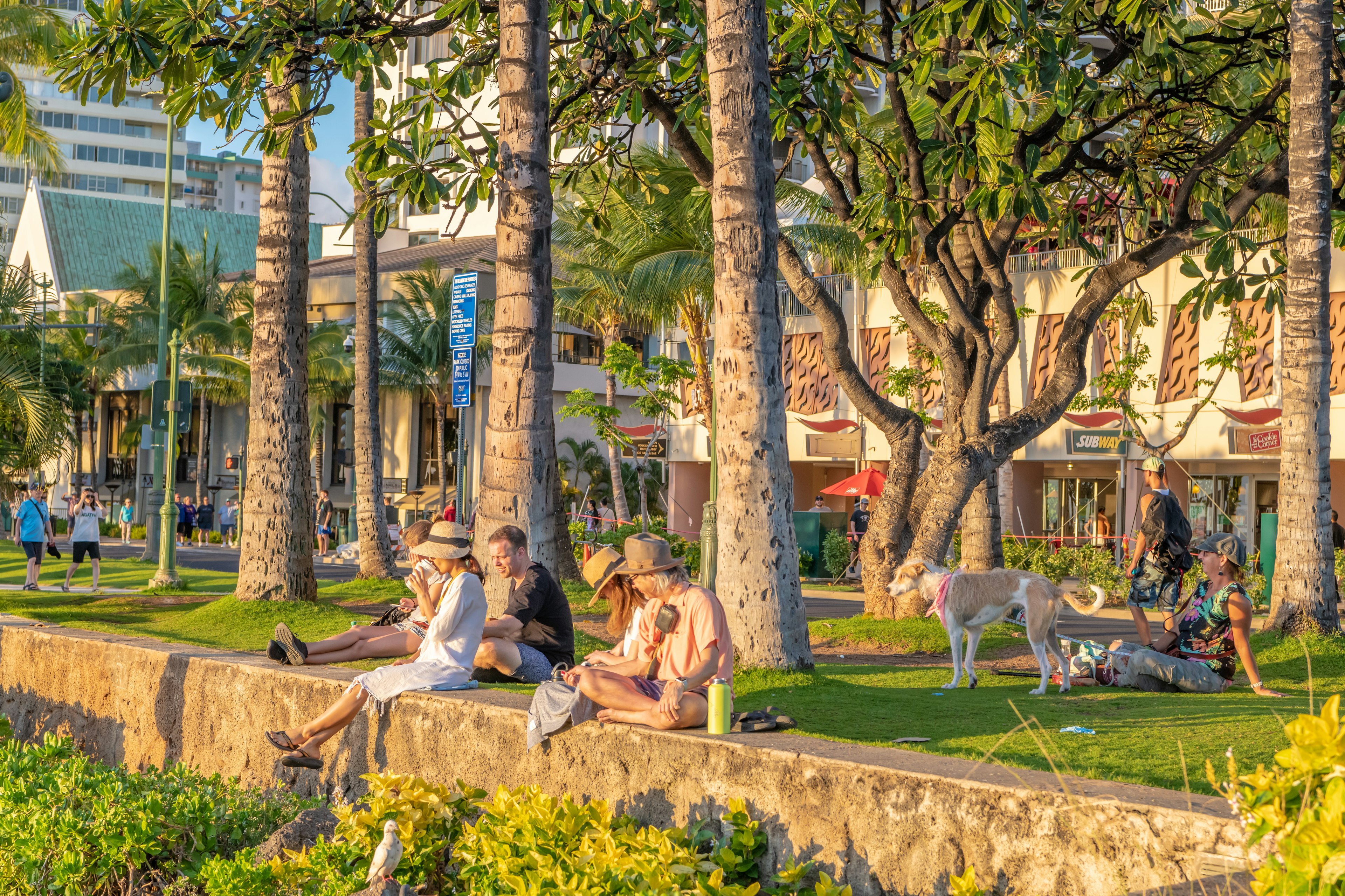 People and a dog enjoy the evening at Waikiki Beach,