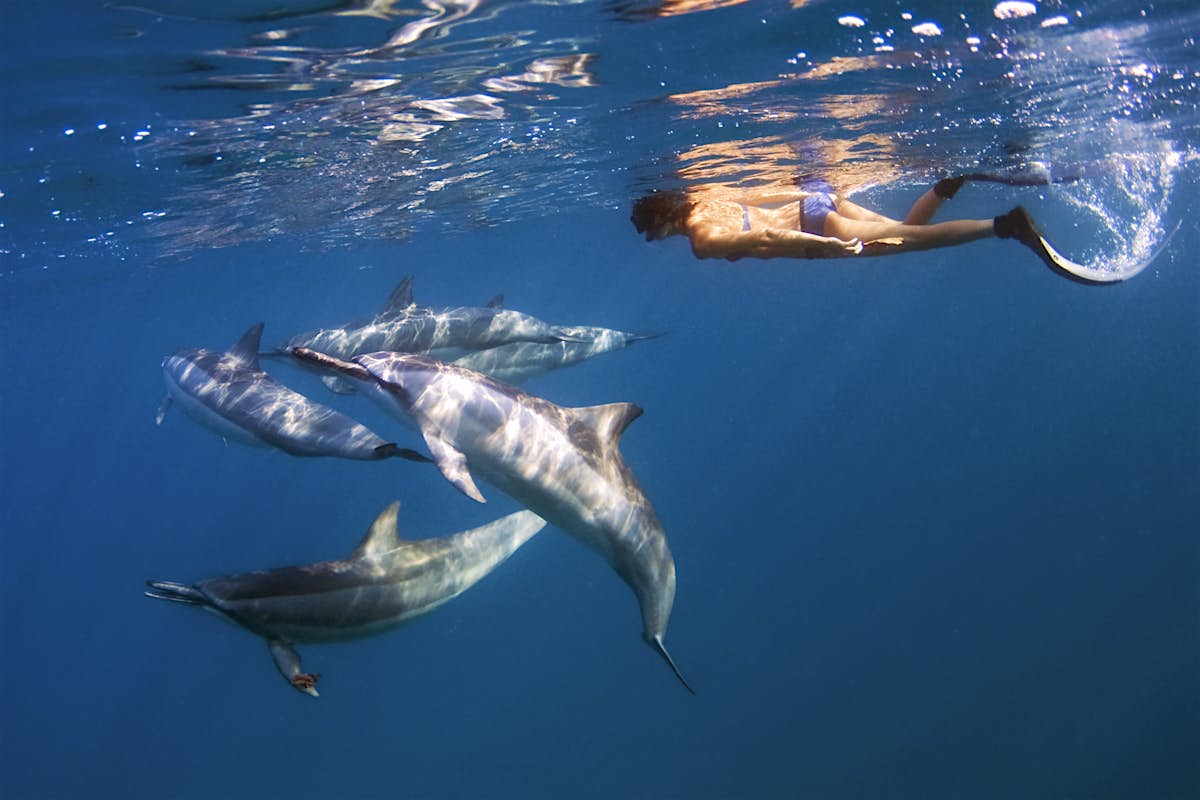 A new law will ban swimming with Hawaii's spinner dolphins