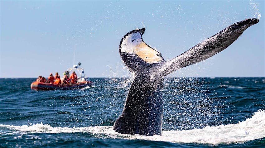 Une baleine lobtailing avec un bateau d'observateurs de baleines au loin
