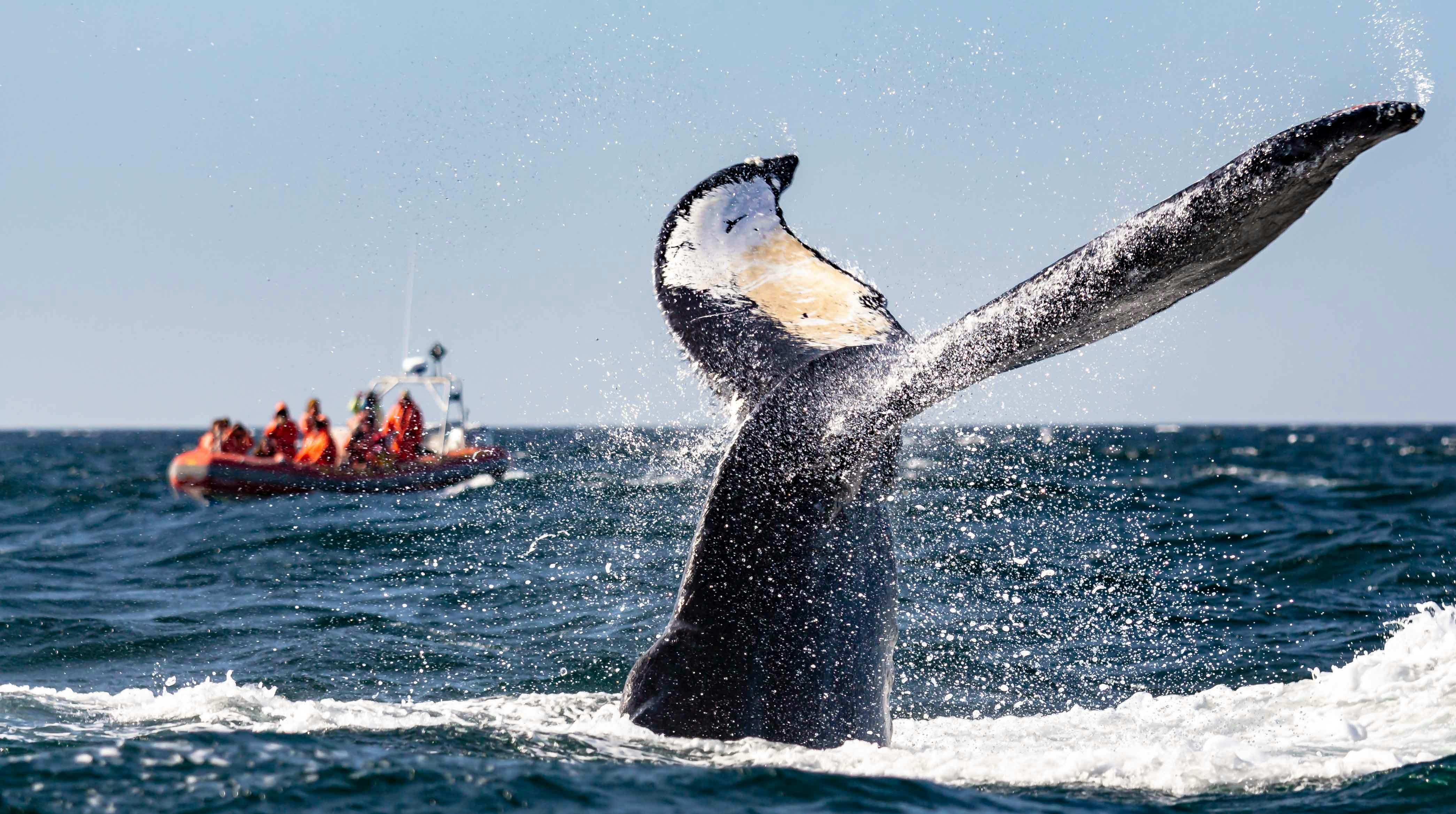 A whale lobtailing with a boat of whale watchers in the distance