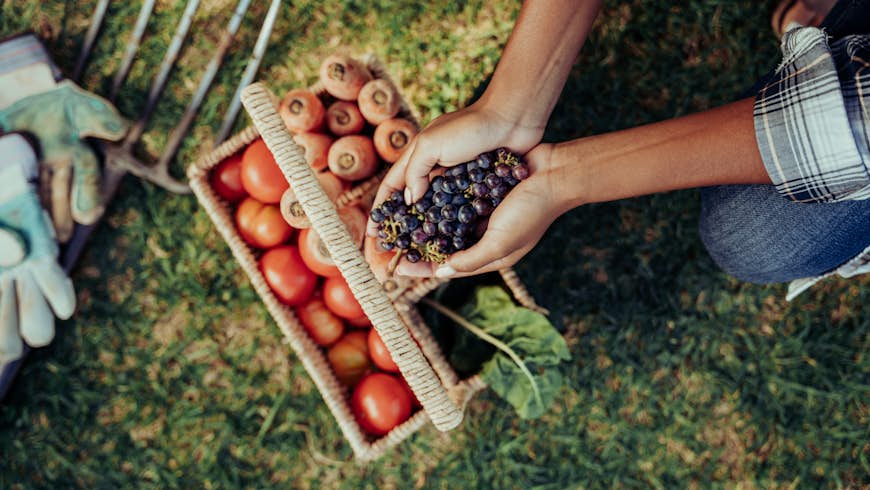 Mixed race female crouching down holding bunch of grapes in cupped hands above basket of fresh vegetables