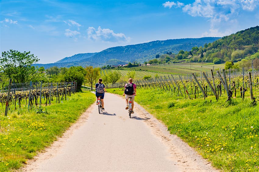 Two cyclists ride through vineyards in Rhineland-Palatinate