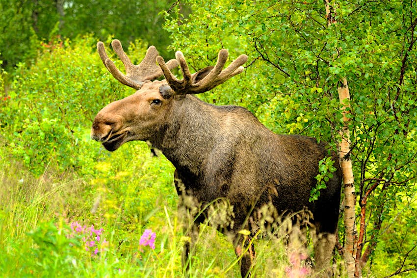Wild Bull Moose en otoño.