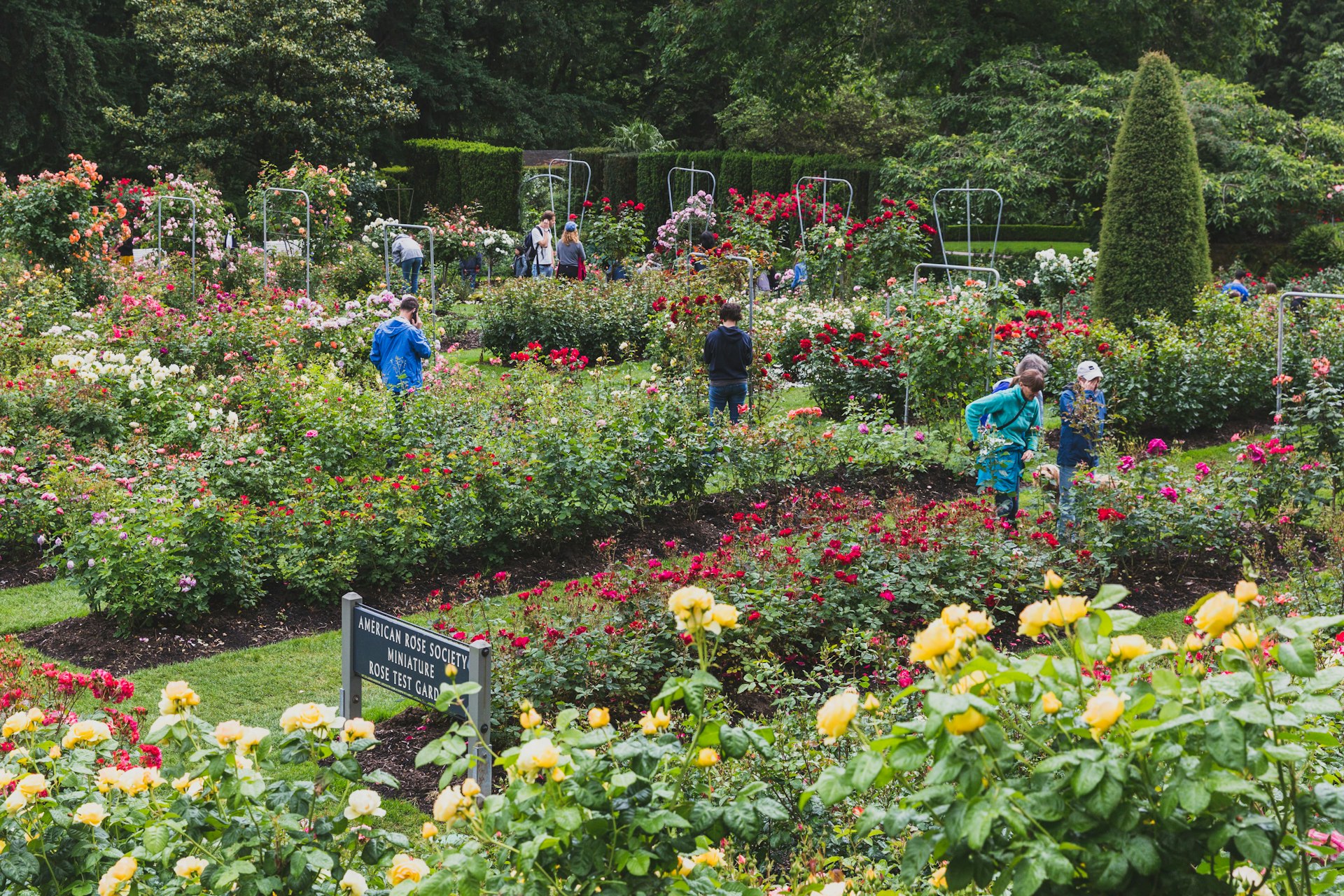 Visitors viewing roses at the International Rose Test Garden