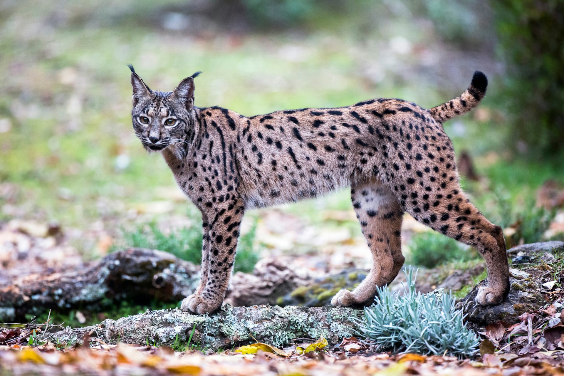 A large spotted cat with pointed ears in the wild