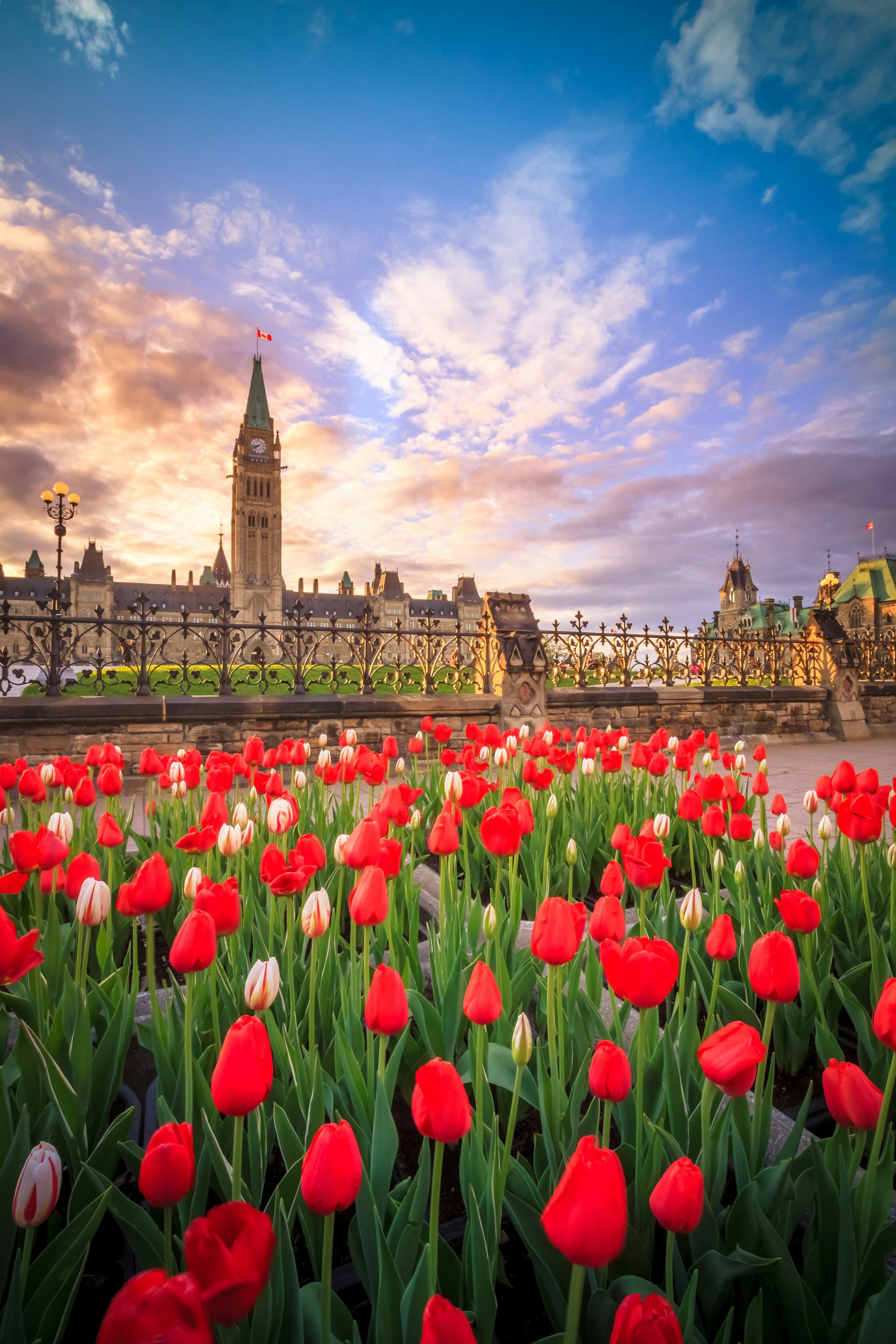 A large Gothic-style parliament building with the sun rising behind it and a flower bed packed with red tulips in the foreground