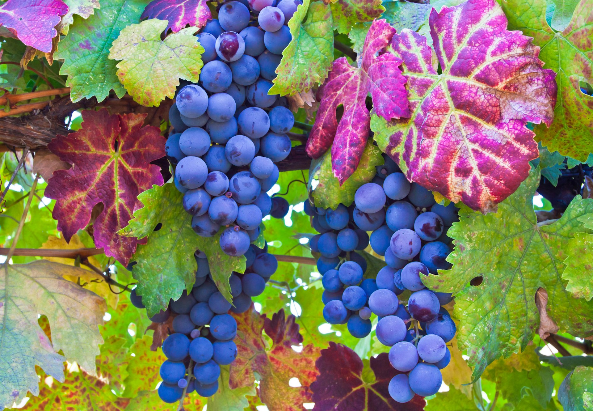 A close-up shot of dark purple grapes on the vine