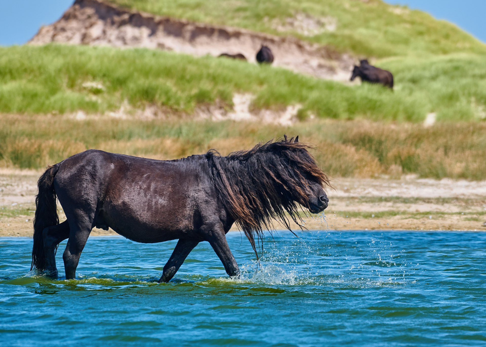 A dark brown pony wades through water by the shore of an island. Several other ponies are in the background on grassy mounds