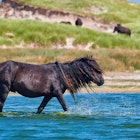 Wild horse in the water at Sable Island in Nova Scotia.