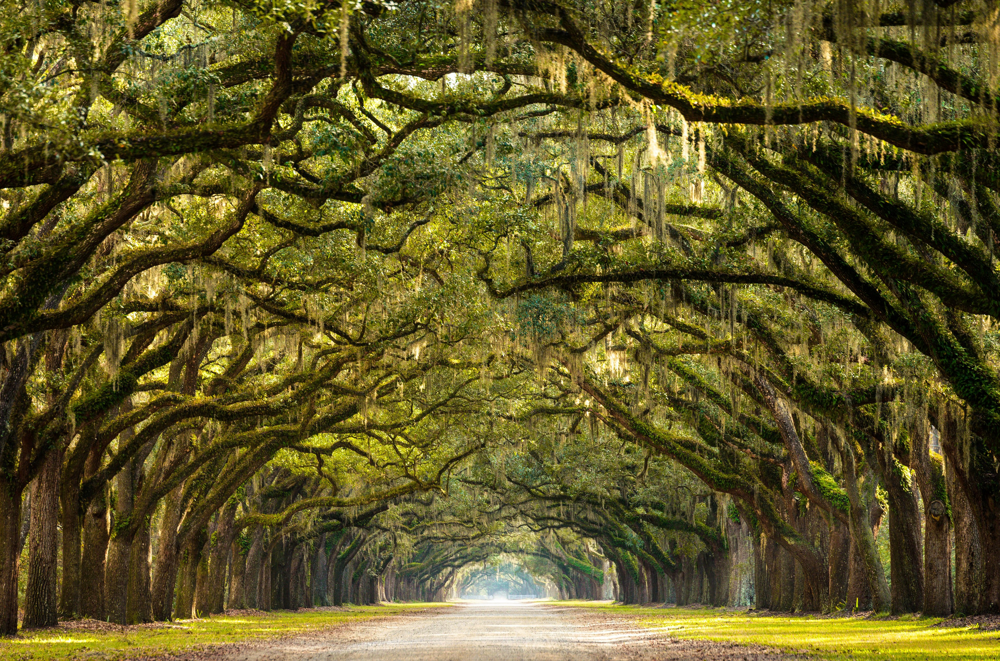 A long empty pathway lined with trees that meet in the middle at canopy level to form an archway