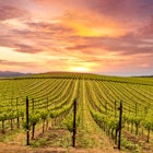 Napa Valley Vineyards Spring Sunrise