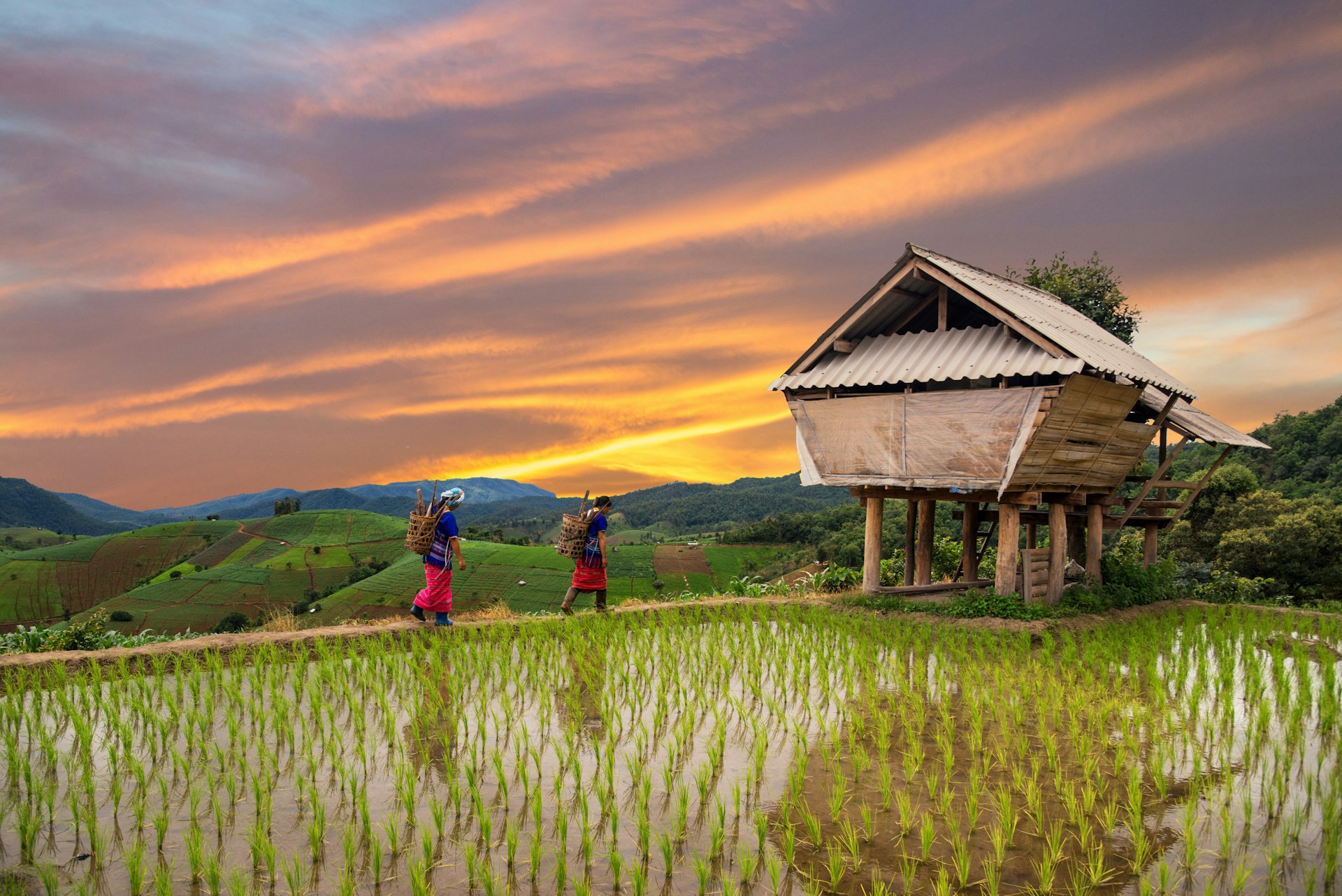 Hmong woman carrying loads on their backs with terrace rice fields in the background, Chiang Mai, Thailand. 