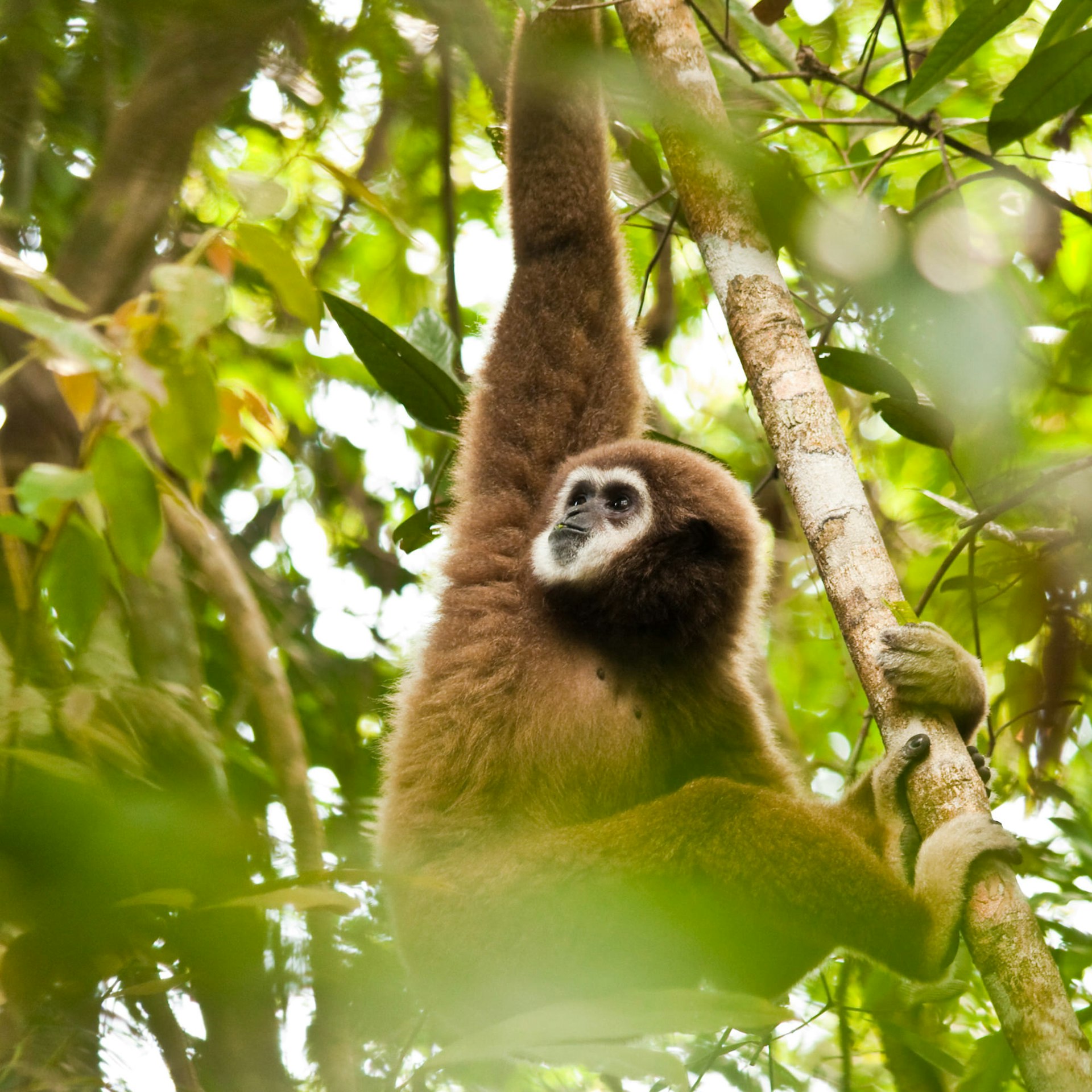 Male White-handed Gibbon eating leaves in the jungles of Thailand