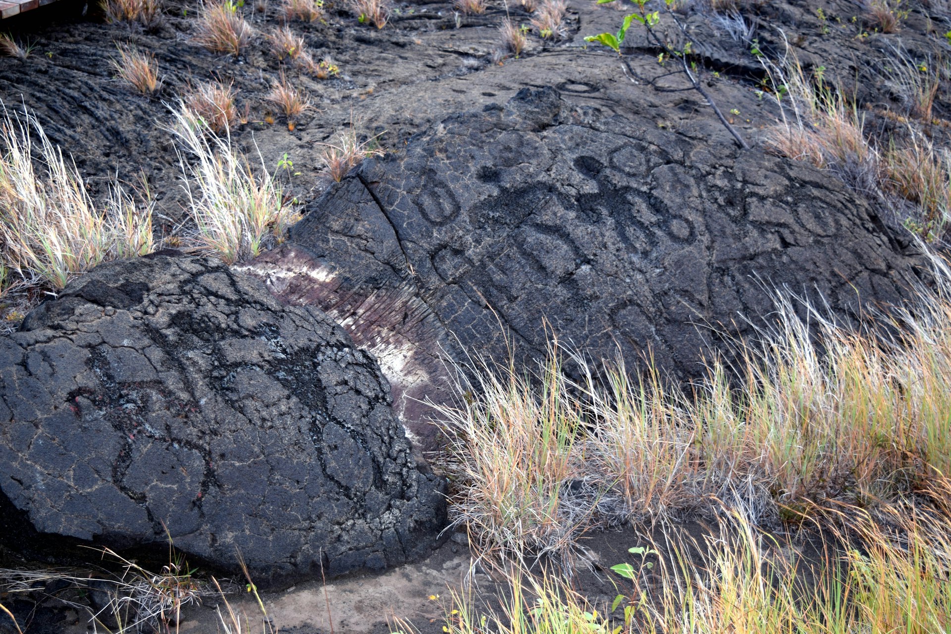 Petroglyphs carved into a rock