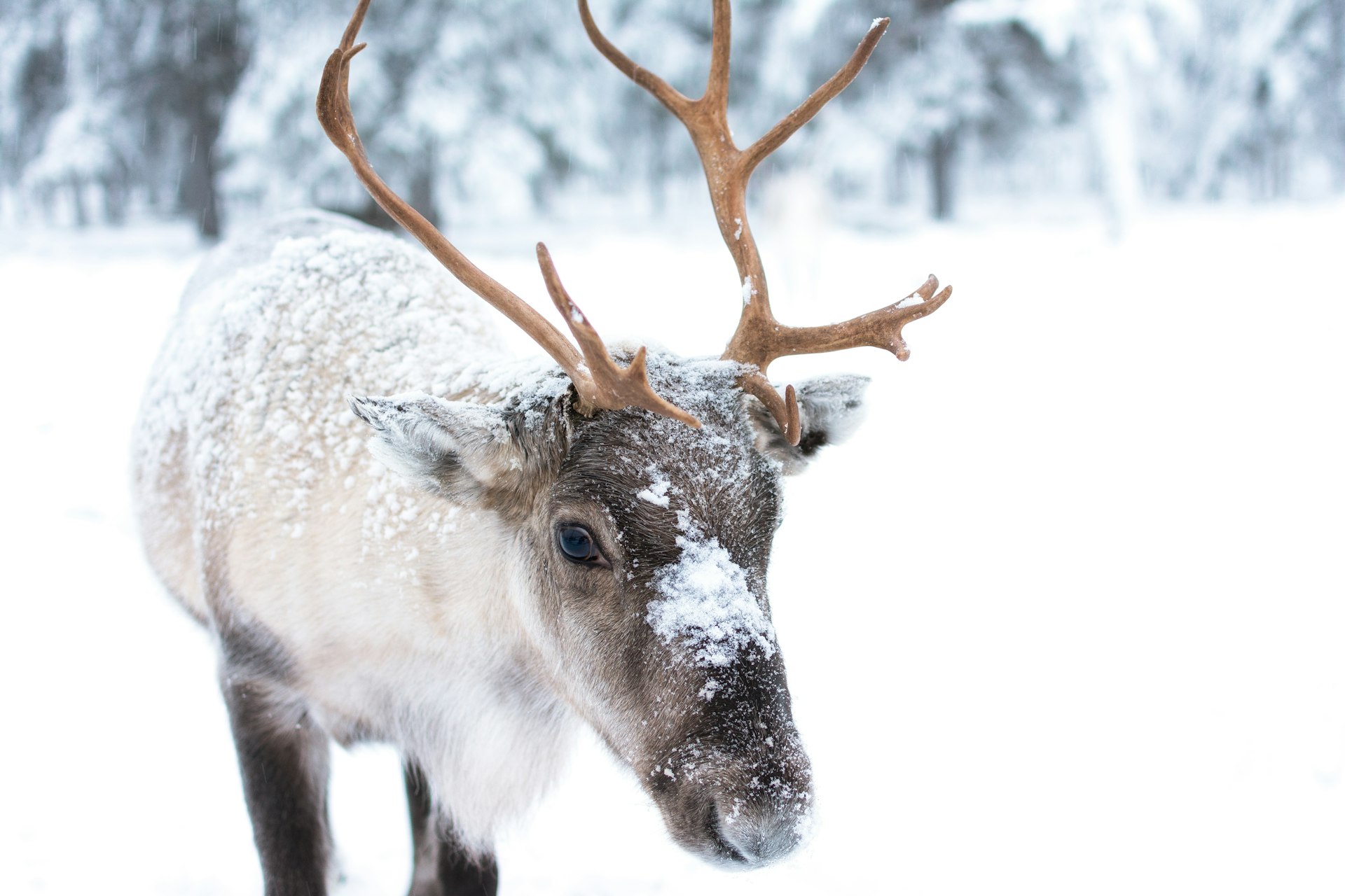 A young reindeer dusted in snow in Finland