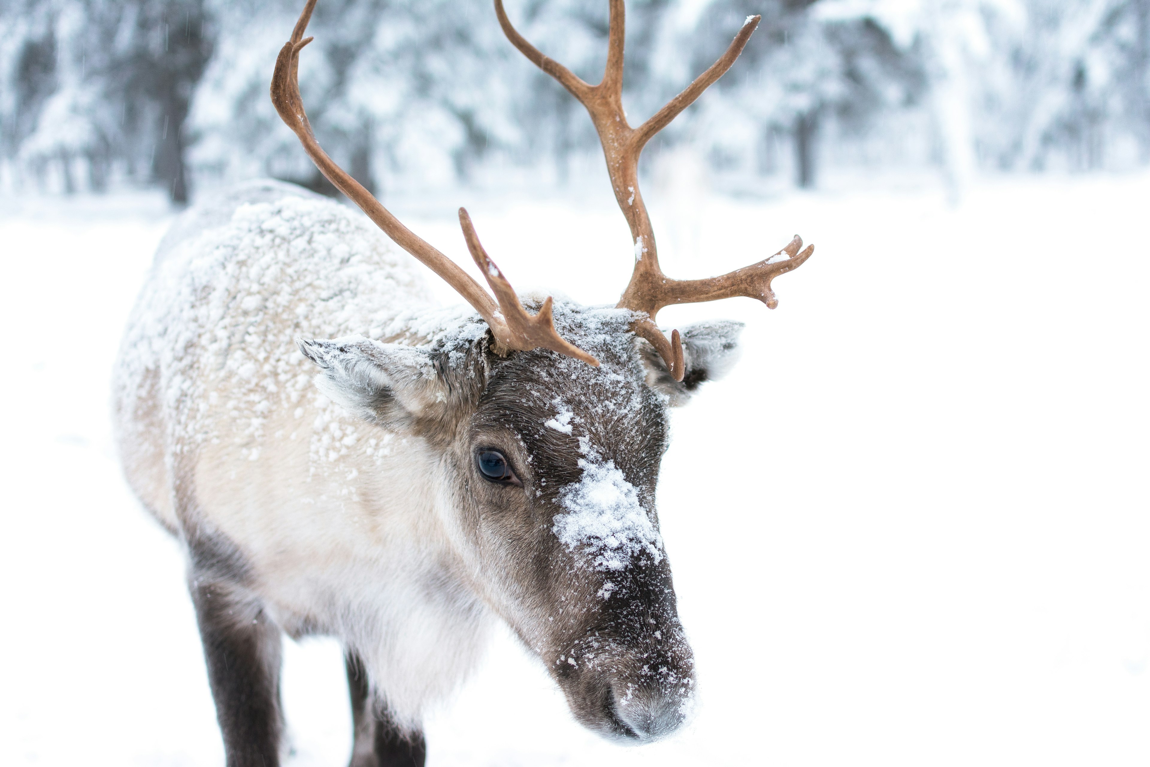 A young reindeer dusted in snow in Finland.