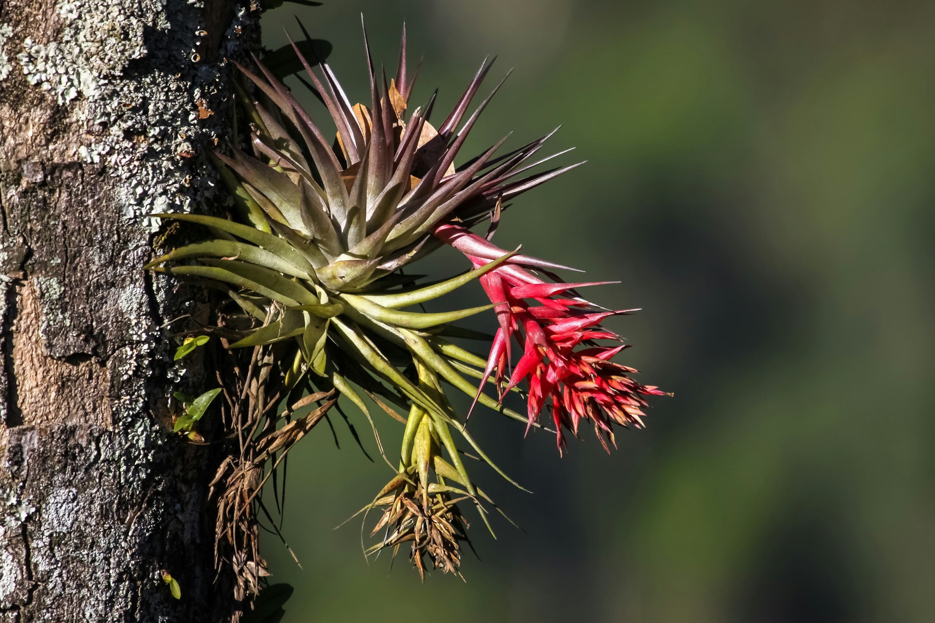 Itatiaia National Park