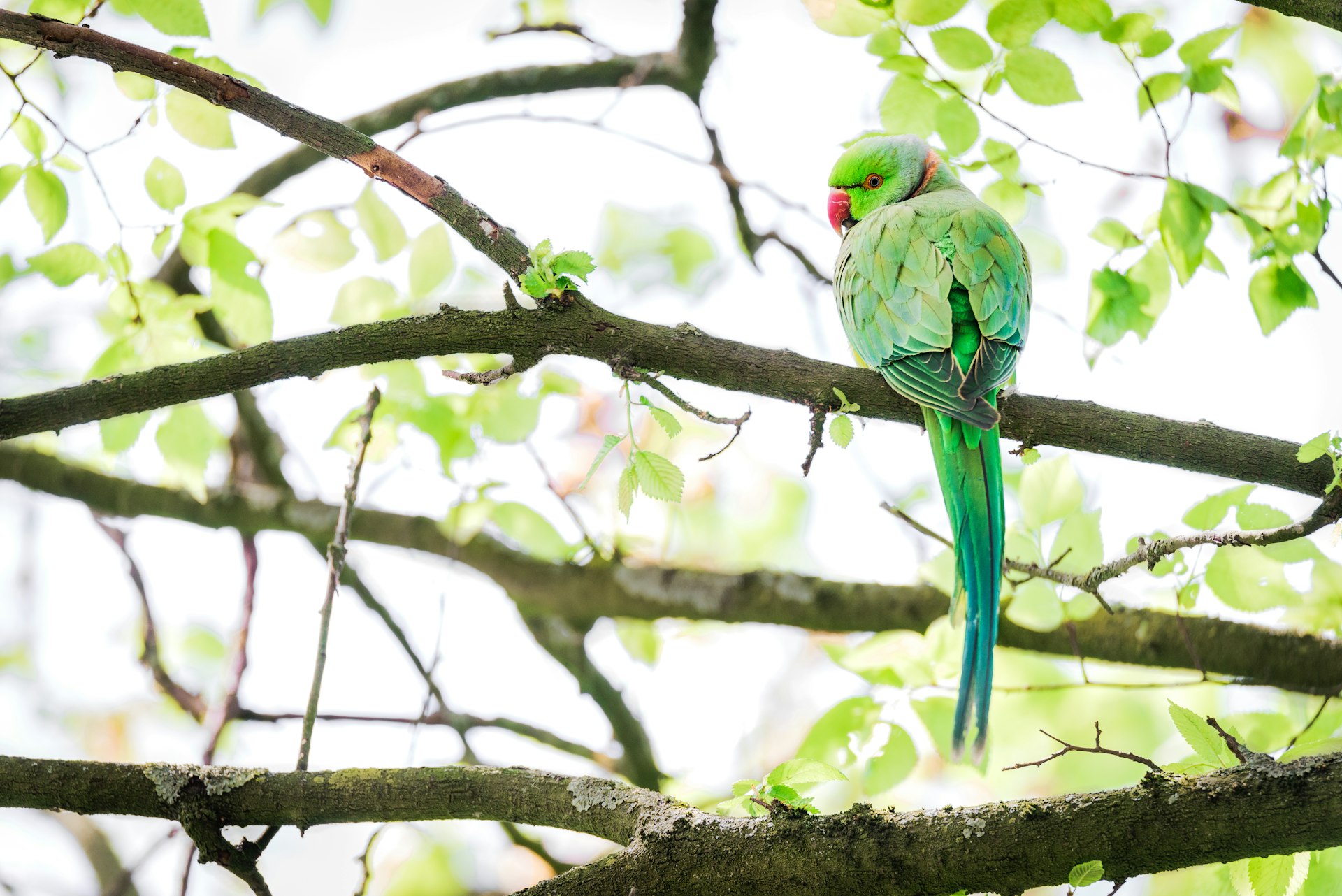 A green parakeet with a red beak sat on a branch in a tree