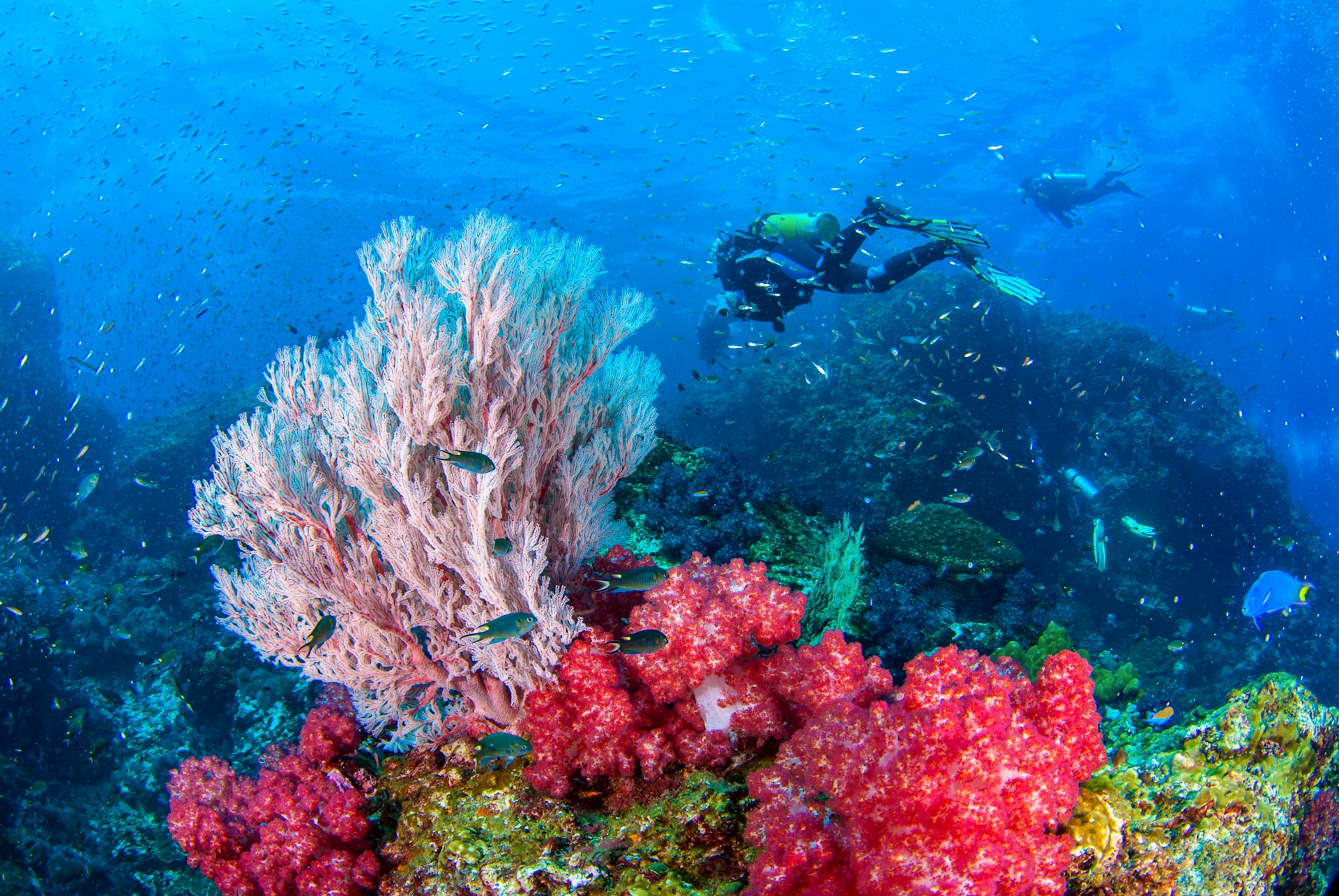 Two scuba divers swim beside colorful soft coral and a huge seafan with many silver-colored fish darting by
