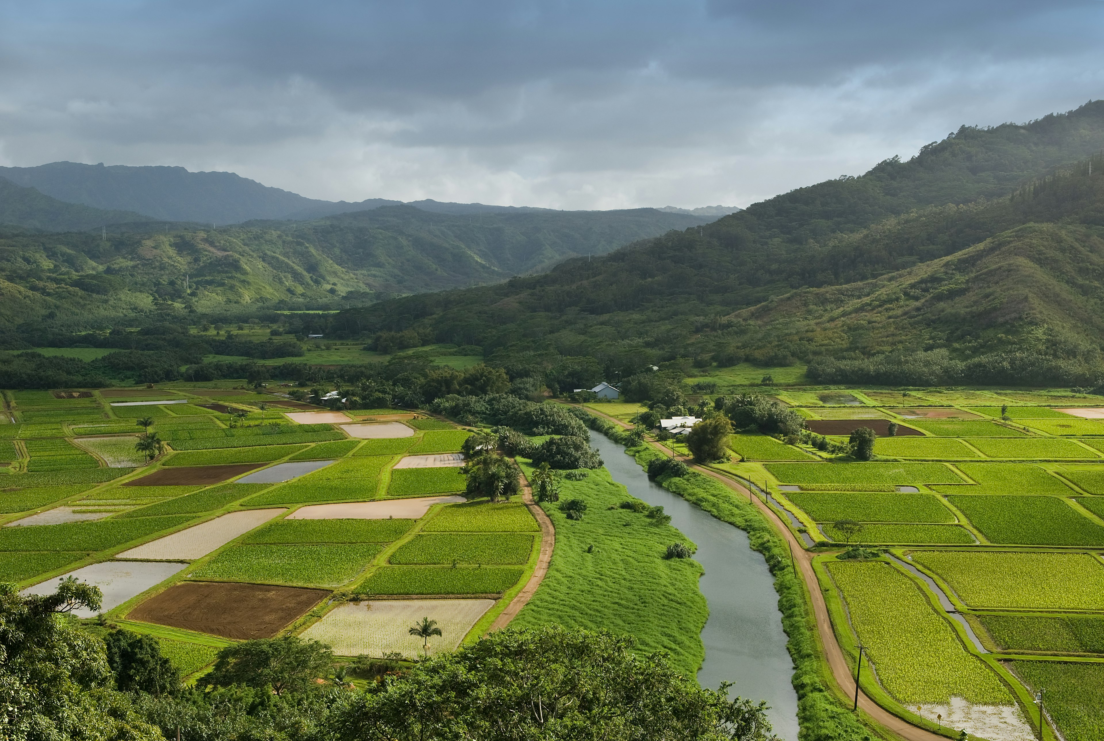 Hanalei River flows through the Taro fields near the historic Haraguchi Rice Mill on Kauai, Hawaii. The fields are illuminated by sunlight filtering through storm clouds.