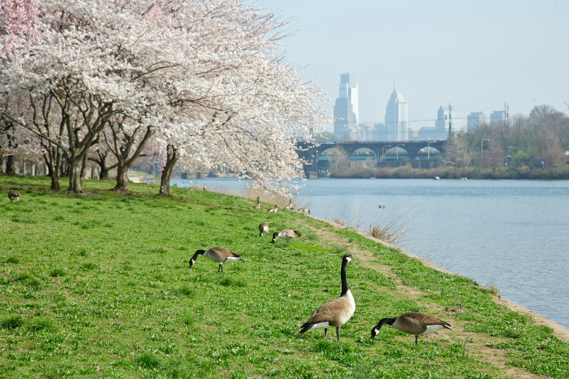 A pair of geese stand on the green grass alongside Schuylkill River. Cherry Blossoms are in full bloom in the background. You can see the Philadelphia skyline on the hazy day. 