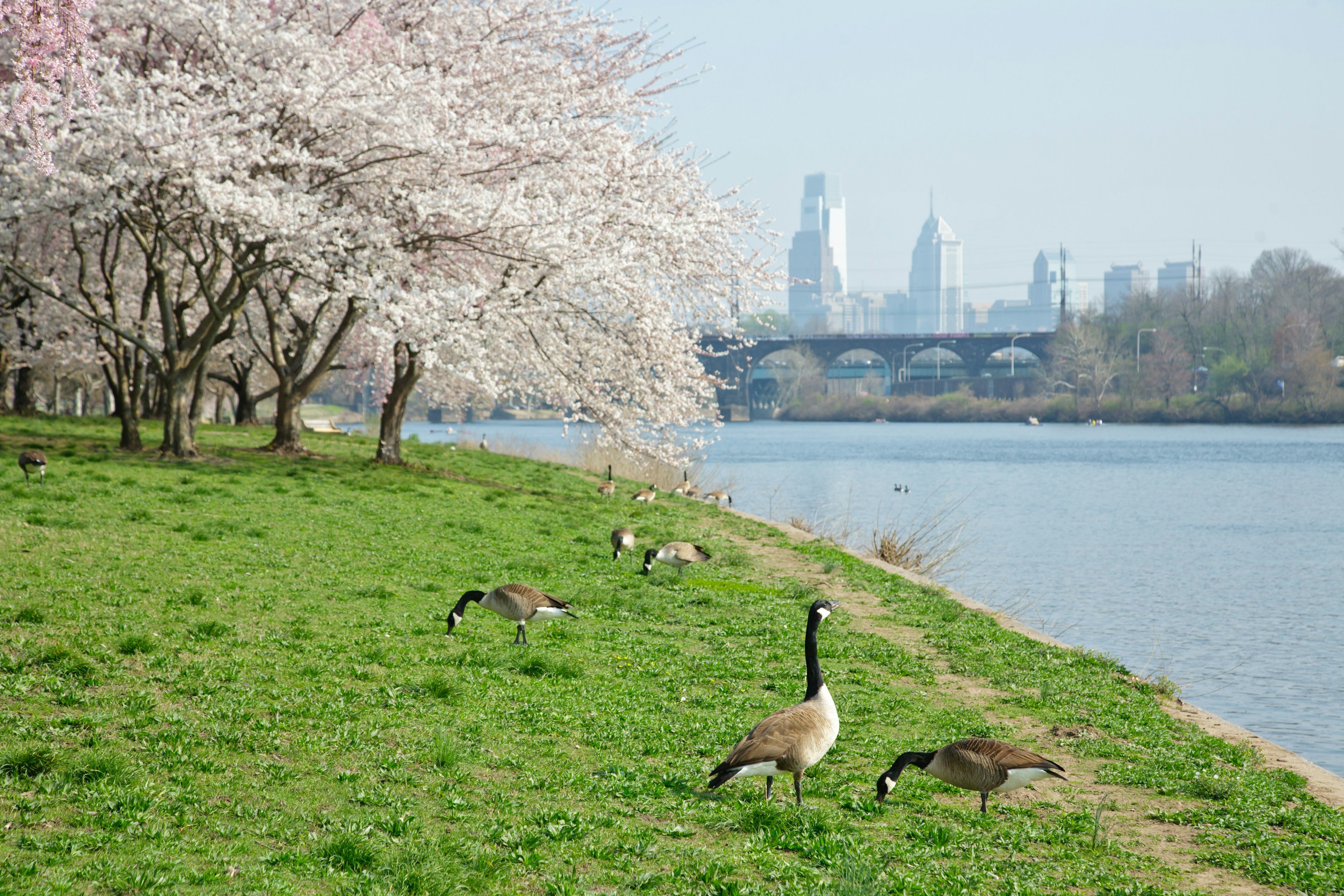 A pair of geese stand on the green grass alongside Schuylkill River. Cherry Blossoms are in full bloom in the background. You can see the Philadelphia skyline on the hazy day.