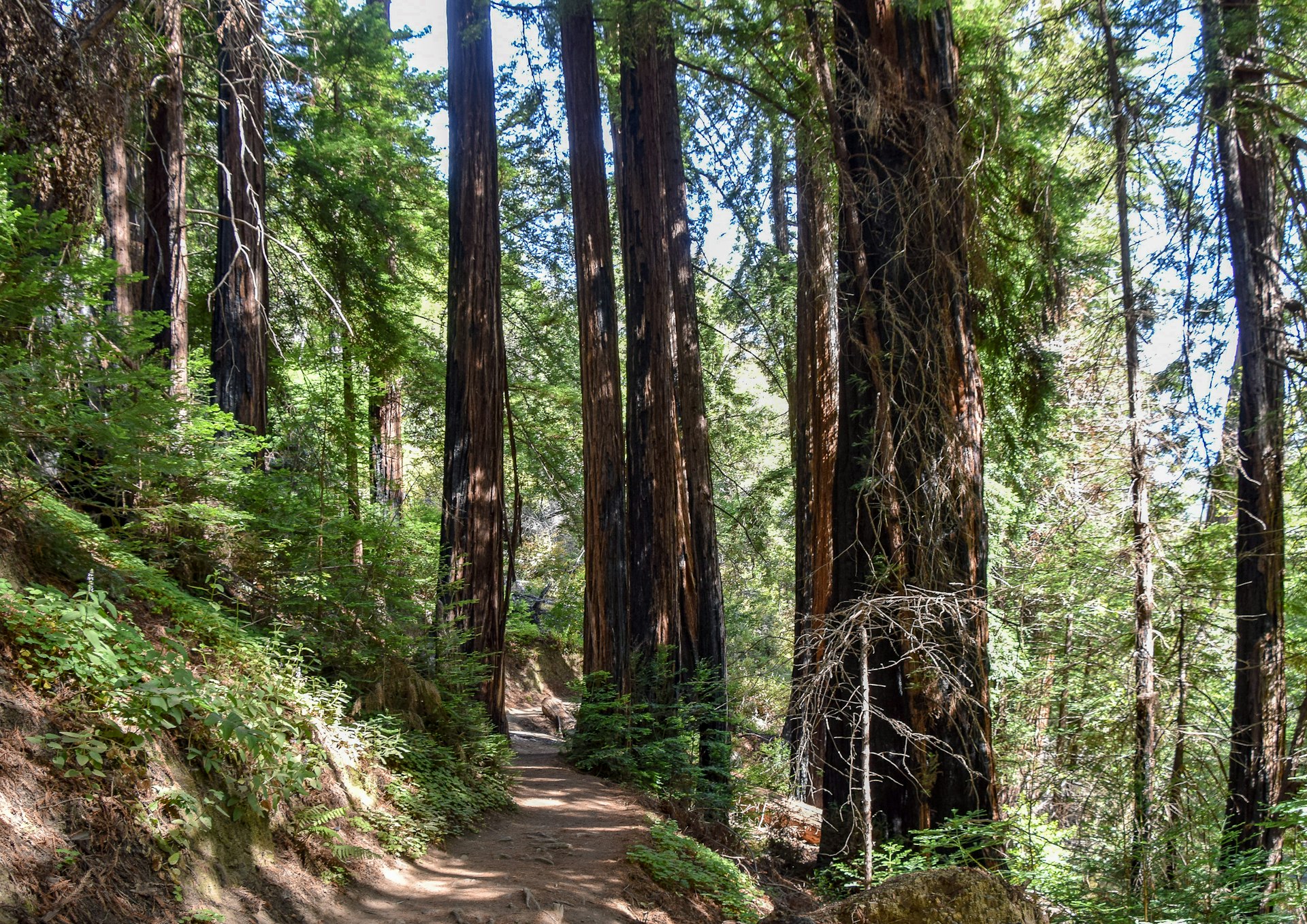 Buzzards Roost trail