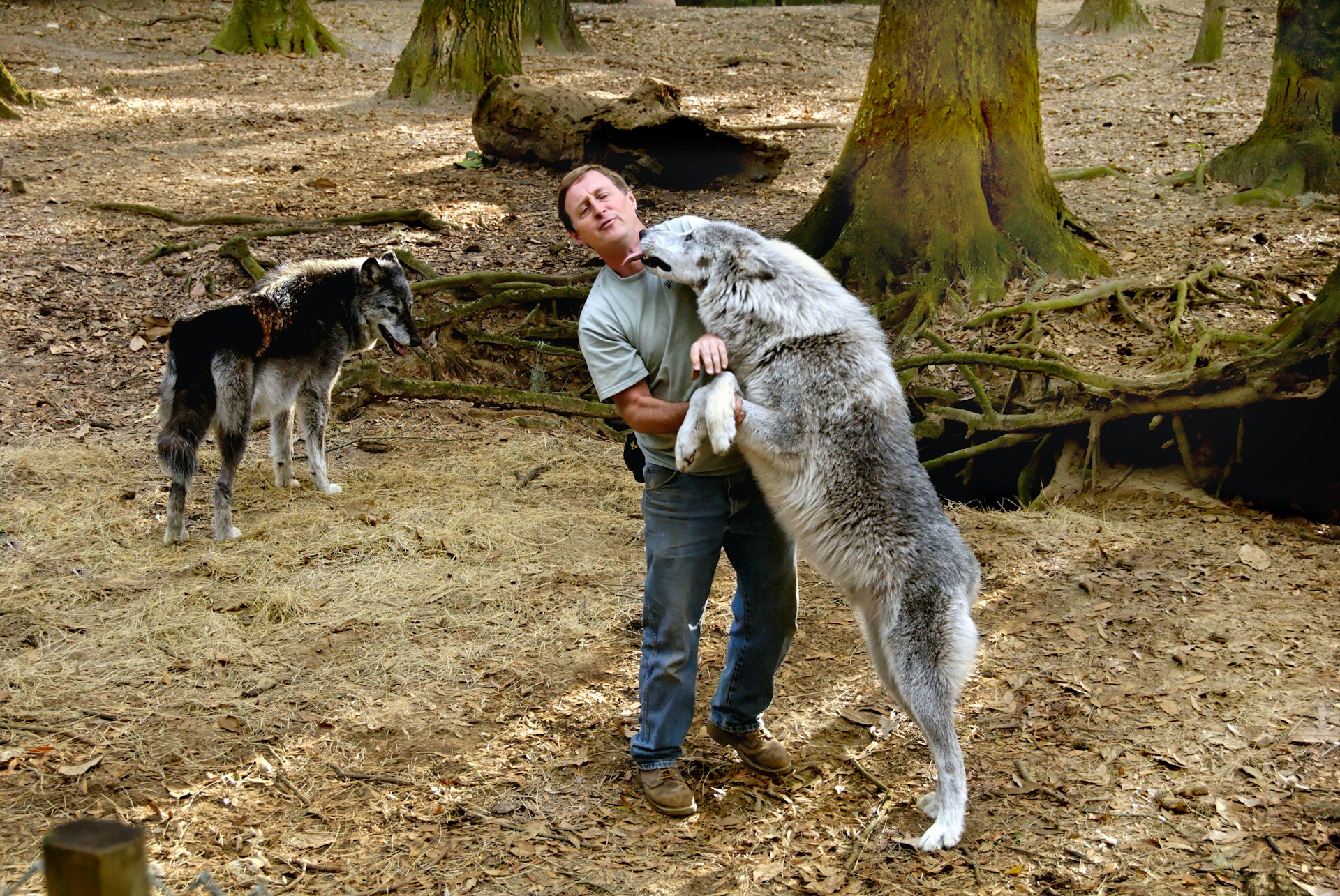 A gray wolf stands on its hindlegs next to a trainer in a wildlife park