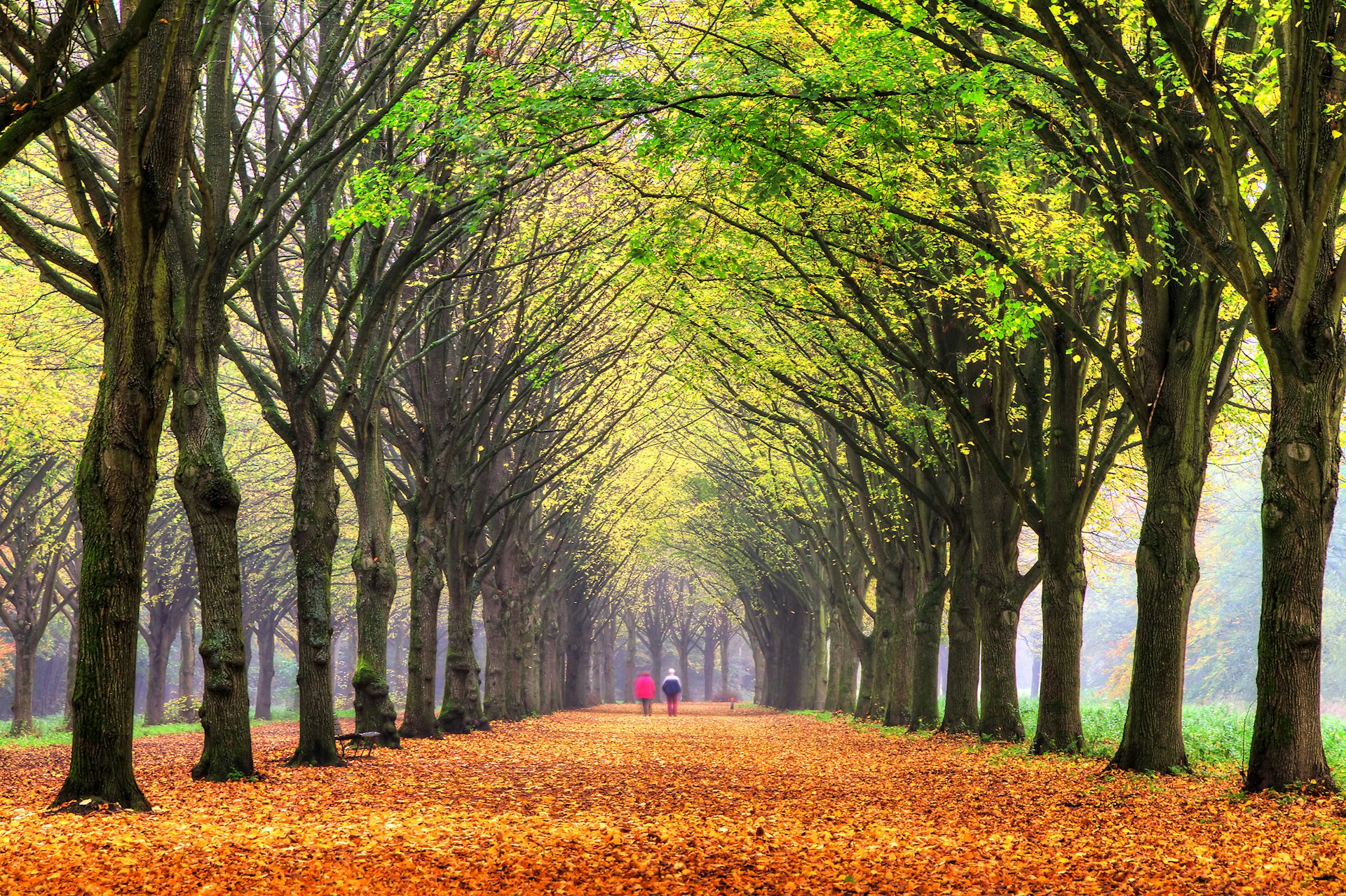 A couple stroll under a tree-lined pathway with autumn colors on the leaves overhead