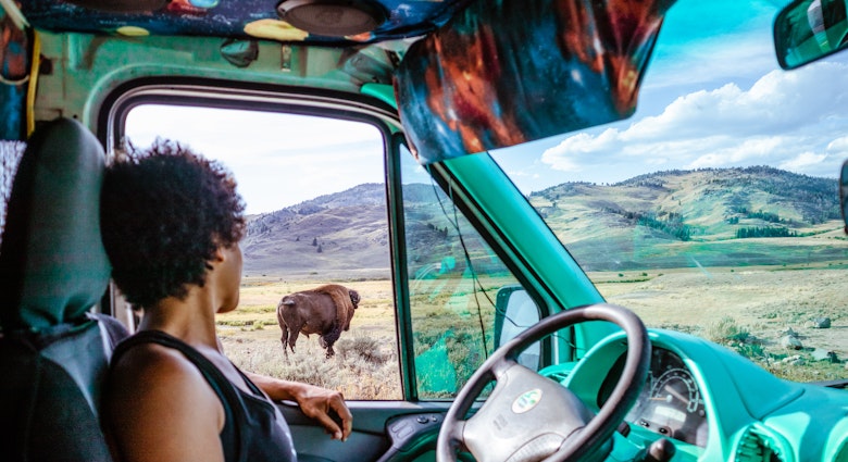 Woman looking out van window at bison in Yellowstone