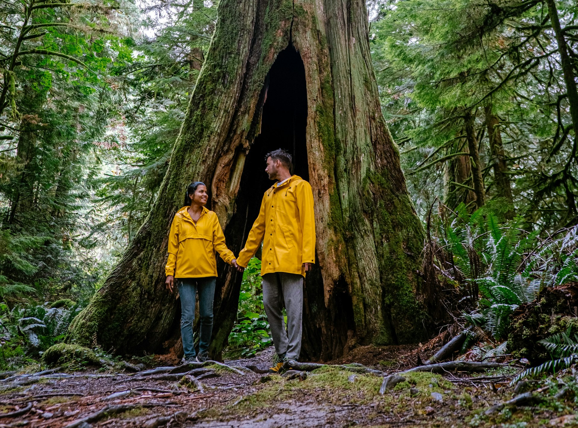 couple in yellow rain jackets walking in the rain forest with huge Douglas trees