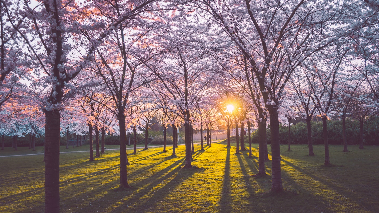 Pink japanese cherry blossom garden in Amsterdam in full bloom at the sunset or sunrise with sun rays coming through the trees and green grass. Bloesempark - Amsterdamse Bos.; Shutterstock ID 1690326997; your: Claire Naylor; gl: 65050; netsuite: Online editorial; full: Amsterdam's best parks