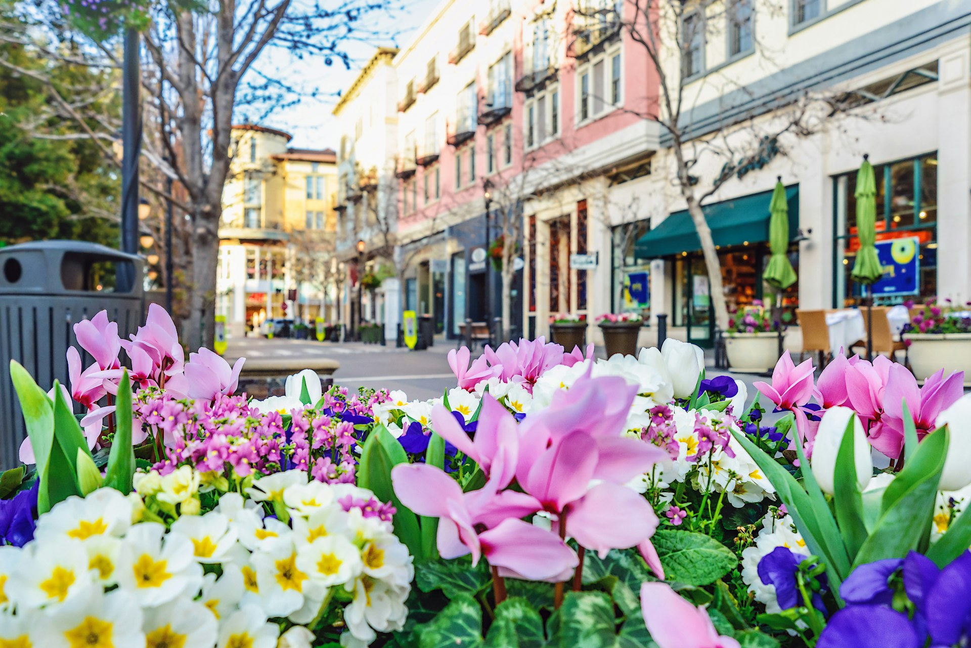 Spring flowers in San Jose, California