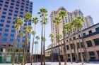 Palms rise over downtown San Jose, California