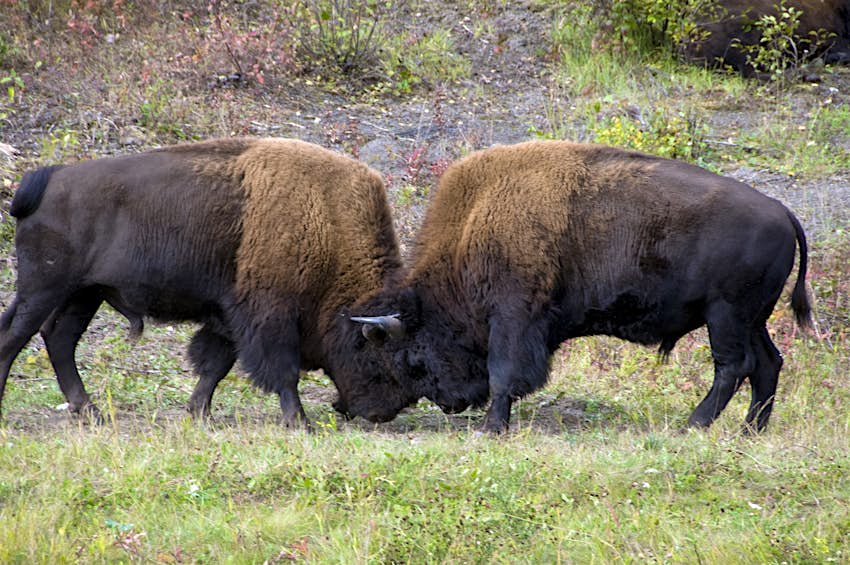 Dos bisontes de madera de toro peleando (bison athabascae). Dos bisontes de madera de toro peleando (bison athabascae).