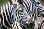 Close-up of zebras heads at the iSimangaliso Wetland Park.