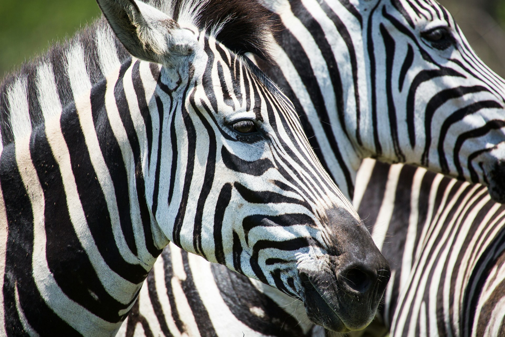 Zebras gather close together