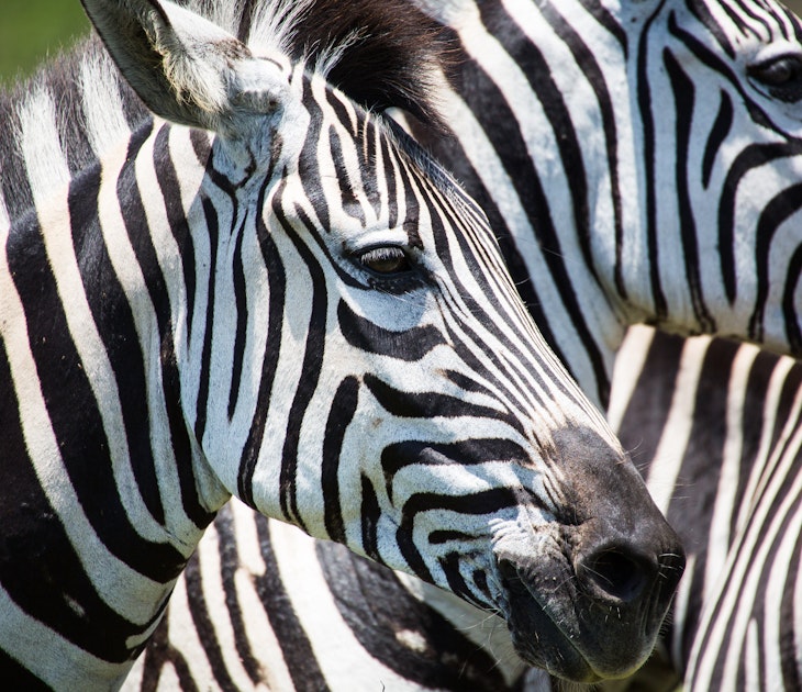 Close-up of zebras heads at the iSimangaliso Wetland Park.
