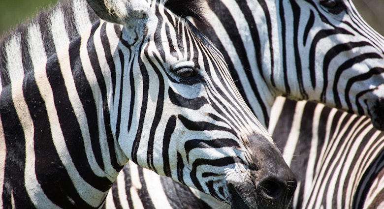 Close-up of zebras heads at the iSimangaliso Wetland Park.
