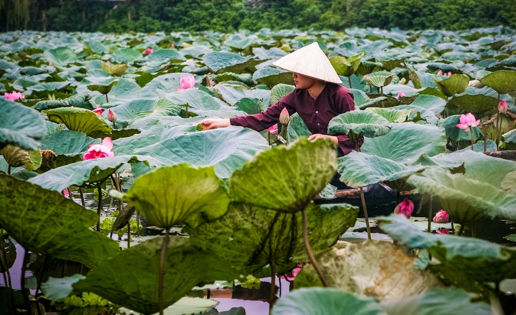 A young woman harvests lotus flowers in early morning at West Lake, Hanoi, Vietnam, Asia