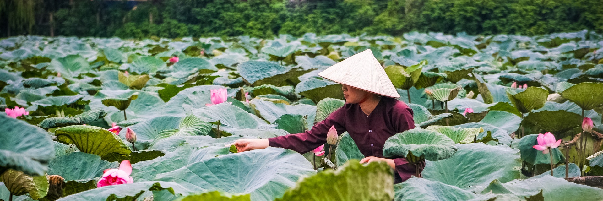 A young woman harvests lotus flowers in early morning at West Lake, Hanoi, Vietnam, Asia