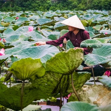 A young woman harvests lotus flowers in early morning at West Lake, Hanoi, Vietnam, Asia