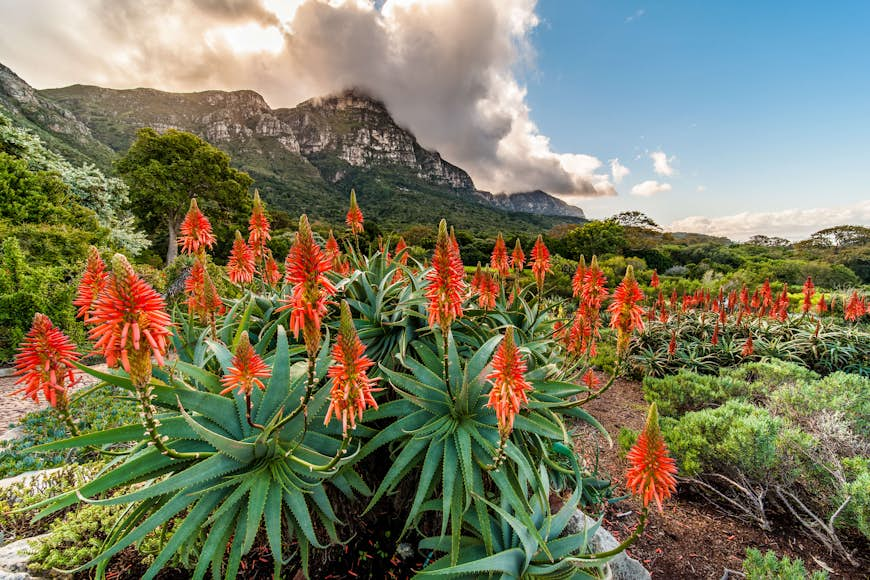 Beautiful flowering aloes in the Kirstenbosch Gardens, Cape Town