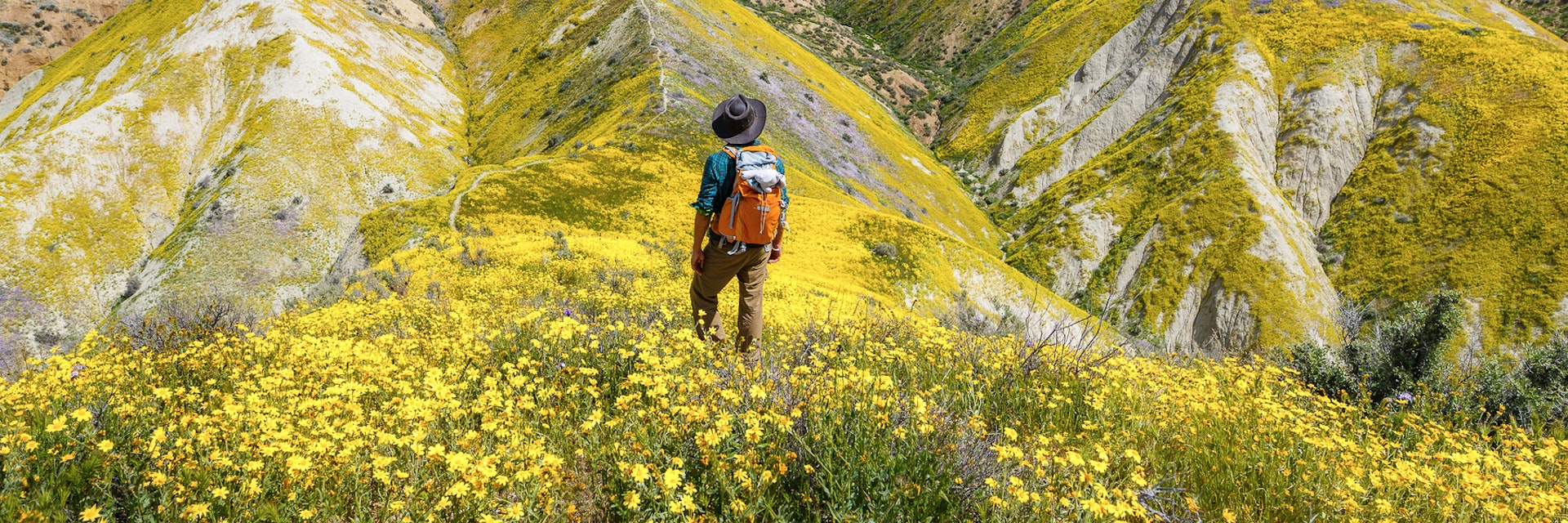 Hiker stands amidst a field of wildflowers on the rolling Carrizo Hills