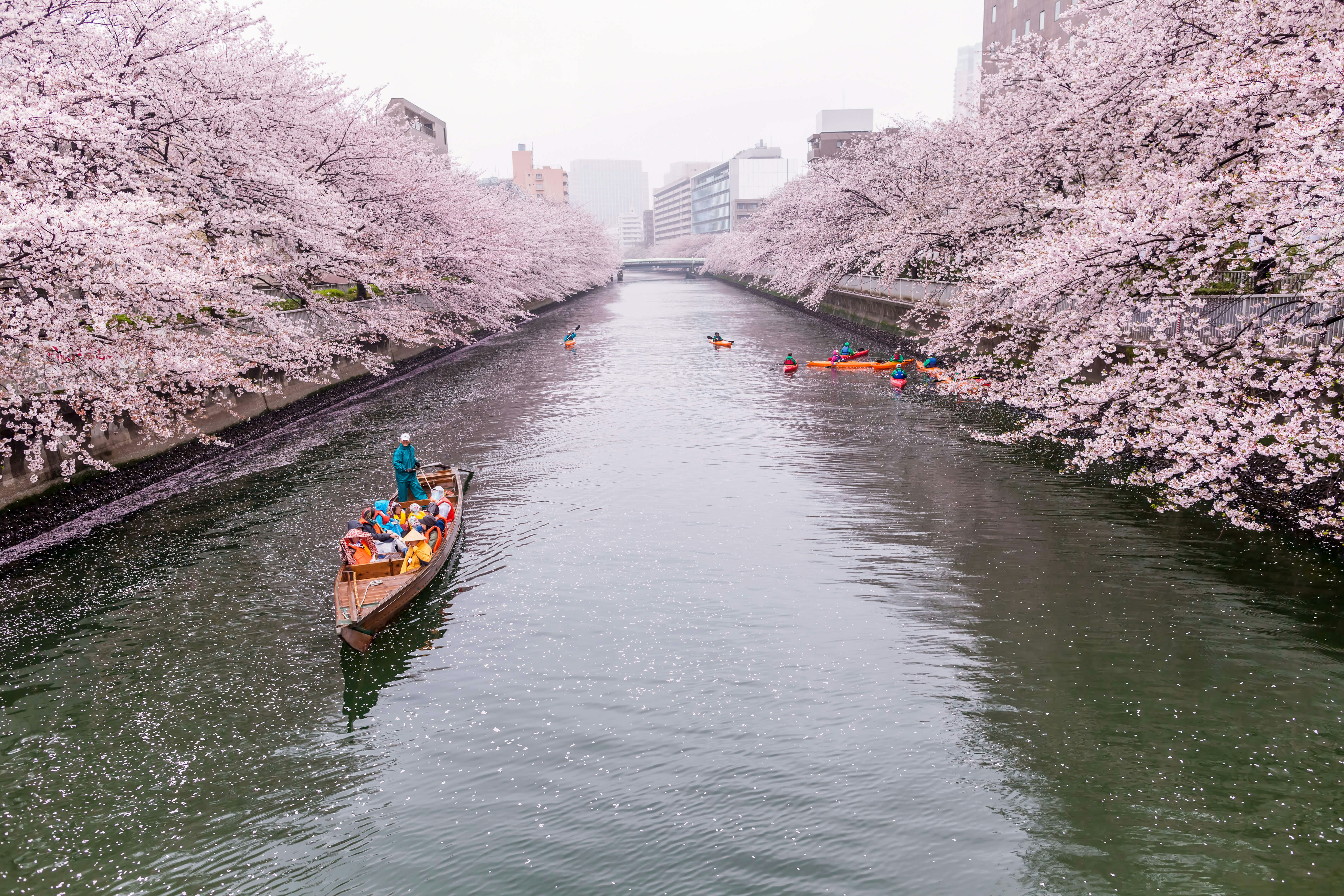 Tourists on a rainy day in spring on a boat rowing along on the Sumida River with cherry blossoms in full bloom on both sides of the river bank  