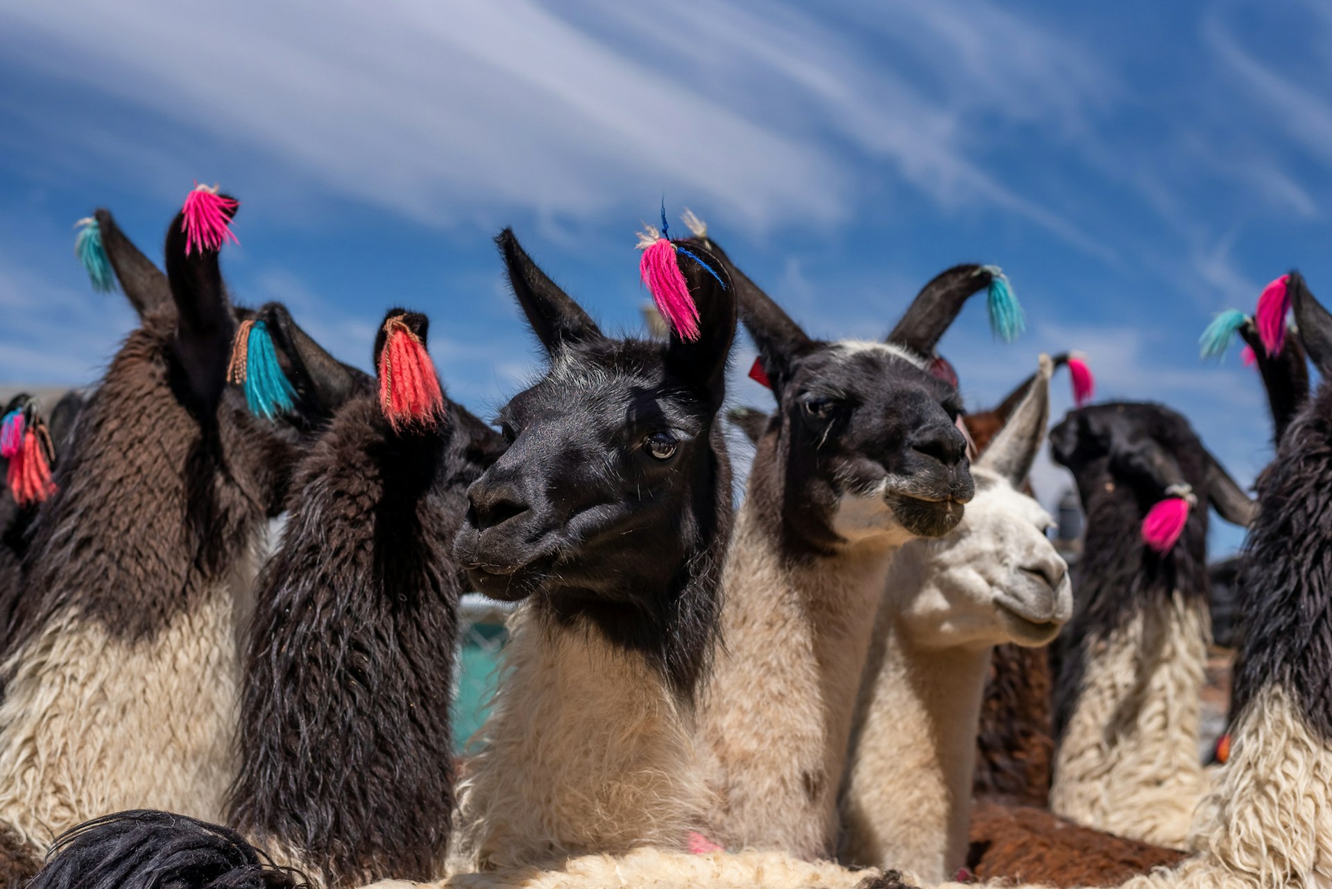 Bolivian llamas at a street market in Potosi  