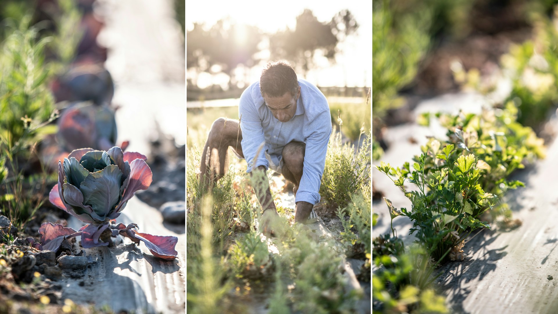 Triptych of harvesting herbs and vegetables. 