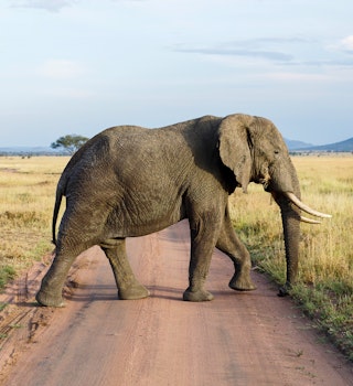 An African elephant crosses a road in Tanzania's Serengeti National Park.