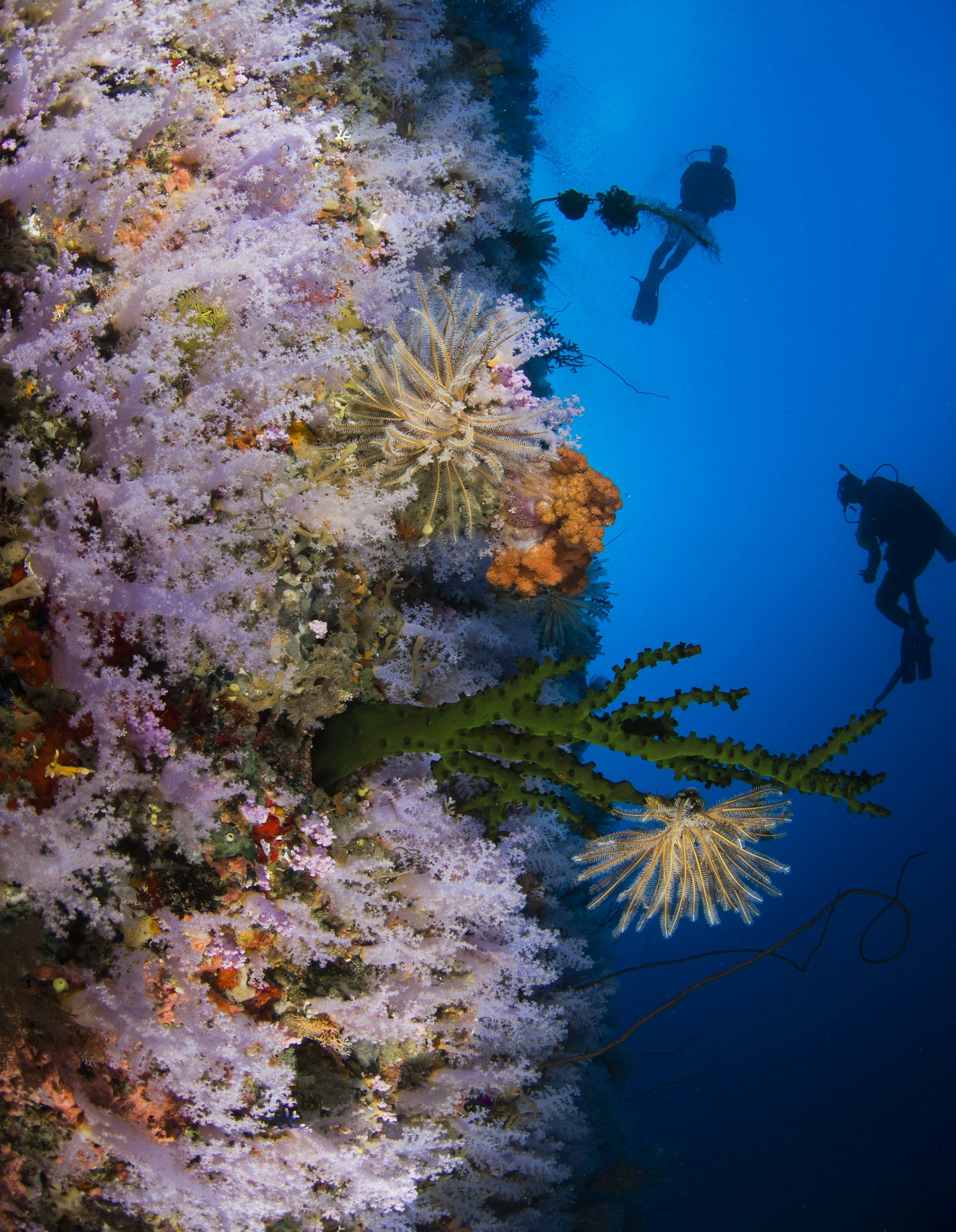 Fiji-Diving_great-white-wall.jpg